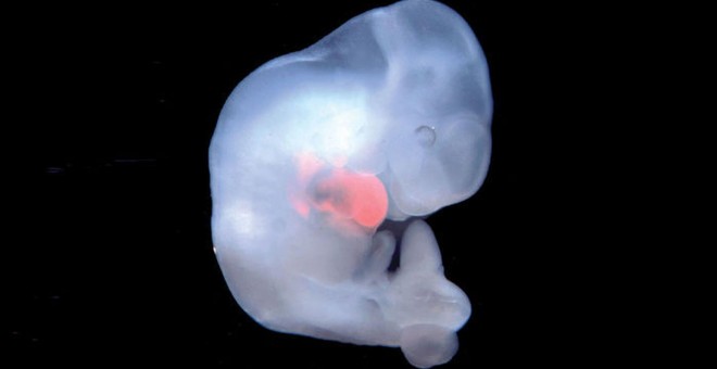 Un embrión quimérico creado previamente por el equipo. Belmionte Lab / SALK INSTITUTE