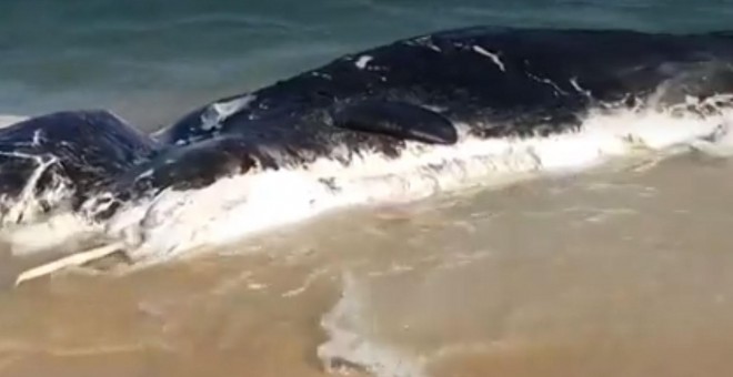 La ballena muerta en la playa de Mataró.- CAPTURA DEL VIDEO DE ANTENA 3 NOTICIAS