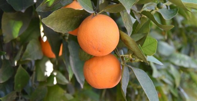 19/08/2019 - Detalle de una naranjas en un huerto / EFE