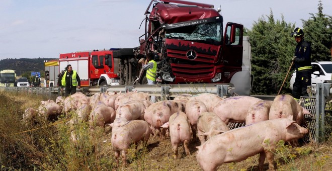 Vista del accidente donde un camión cargado de cerdos vivos ha colisionado con un autobús con siete pasajeros | EFE