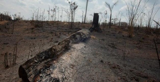 Una de las áreas destruidas por fuego en la selva amazónica | EFE