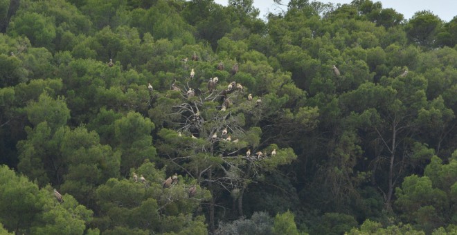 Dormidero de alimoches.