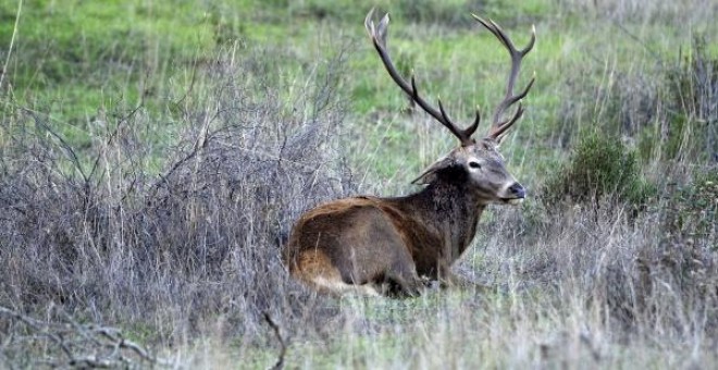 22/07/2019 - Un ciervo en la Sierra Morena cordobesa. EFE/ARCHIVO