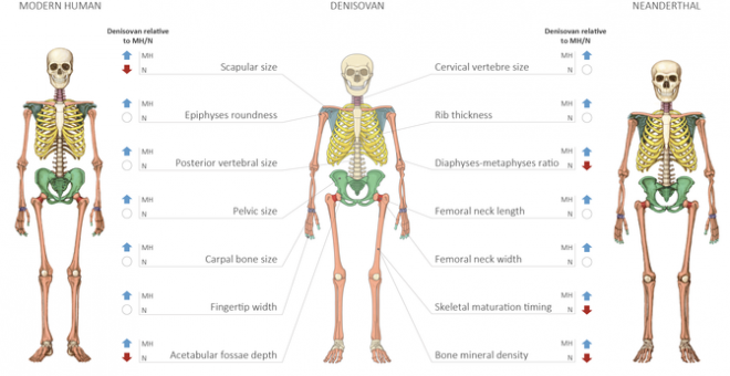 Modelo anatómico de un humano moderno, un neandertal y un denisovano. / Agencia SINC - Maayan Harel