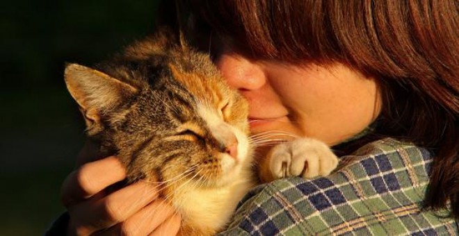 Los gatos muestran tanto apego seguro como los bebés humanos. PIXABAY