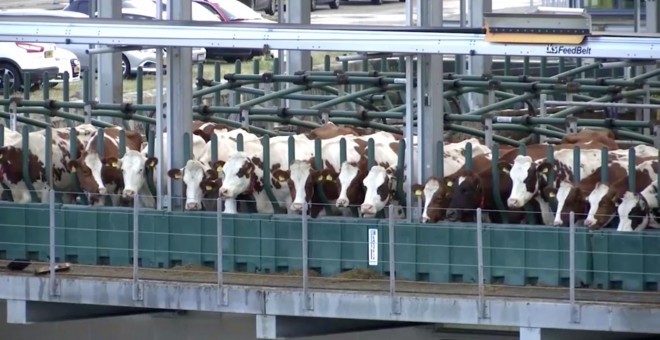 30/09/2019 - Vacas sobre la plataforma flotante de la granja de Róterdam (Países Bajos). / REUTERS