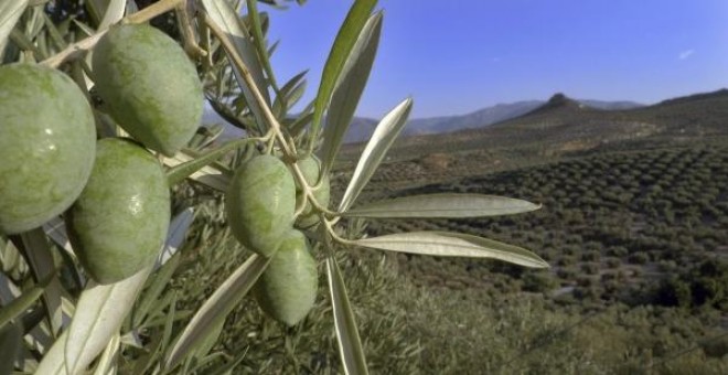 Detalle de una rama en un olivar de Jaén. EFE/José Pedrosa