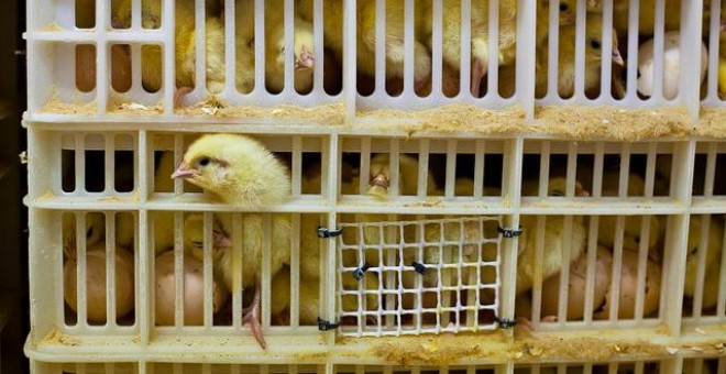 Los pollos son sacrificados por no ser productivos en el ámbito de la industria alimentaria. / Igualdad Animal