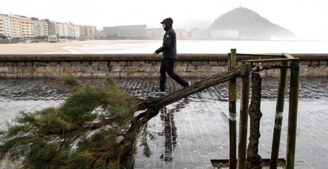 Uno de los árboles del paseo de la Playa de Zurriola, en San Sebastián, permanece partido por la fuerza del viento./ Juan Herrero (EFE)