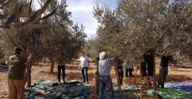Voluntarios internacionales participando en la cosecha de la oliva en Cisjordania./ATG
