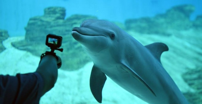 Un hombre fotografía a un delfín confinado en un acuario .ROSLAN RAHMAN / AFP