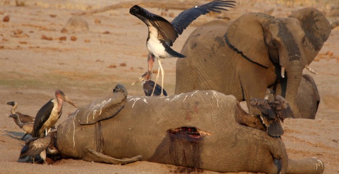 23/10/2019.- Una cigüeña sobre el cadáver de un elefante en el Parque Nacional Hwange, en Zimbabwe. REUTERS / Philimon Bulawayo