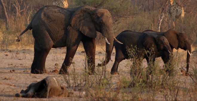 23/10/2019.- Elefantes en el Parque Nacional Hwange, en Zimbabwe. REUTERS / Philimon Bulawayo