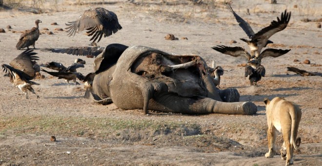 23/10/2019-. Un león acercándose al cadáver de un elefante en el Parque Nacional Hwange, en Zimbabwe. REUTERS / Philimon Bulawayo
