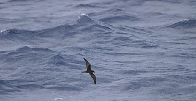 Un petrel de Bulwer sobrevuela a ras del mar. (SEOBird Life)