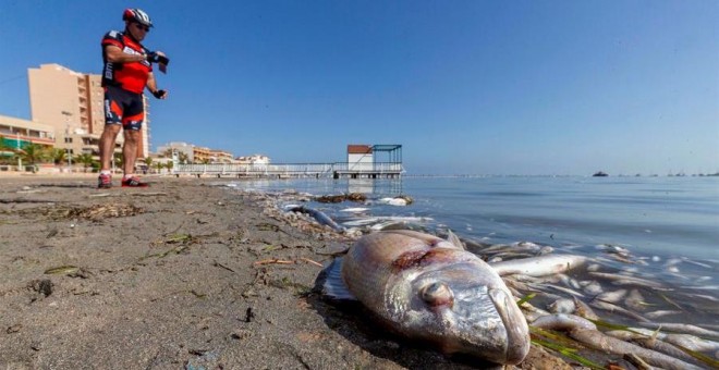 Peces muertos en la playa del Mar Menor tras la gota fría de octubre (Murcia)./ Marcial Guillén (EFE)