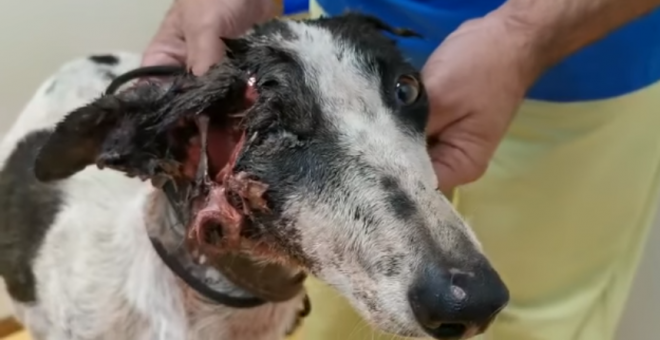 Daura, la galga malherida que fue abandonada en Jaén.