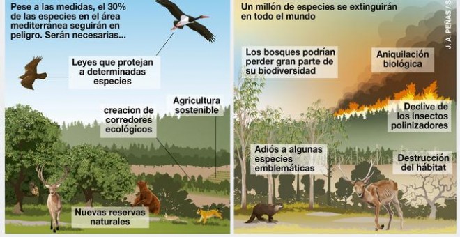 Infografía sobre la extinción masiva de especies./ J.A. Peñas