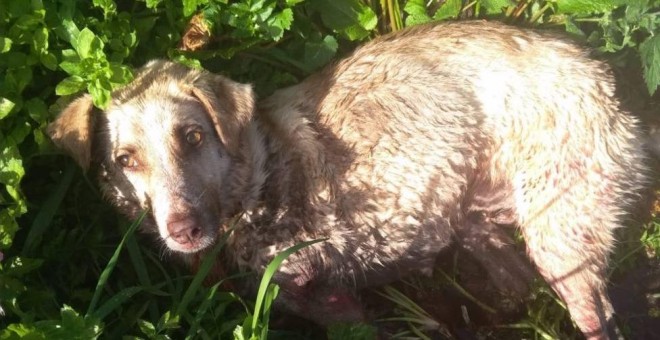 La perra, que falleció por las heridas que le provocó el cazador. / ASOCIACIÓN ANIMALISTA LIBERA