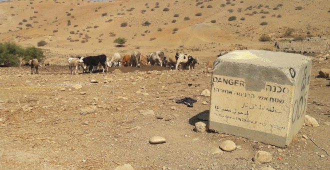 Ganado pastando en terreno peligroso por la presencia de minas en Ein Al Hilwa. - M.L. / C.S.