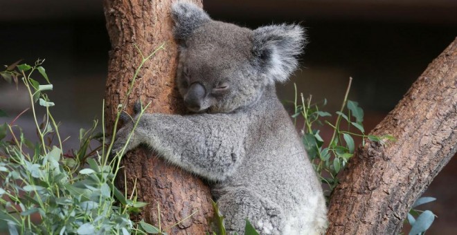 Los Koala podrían estar en peligro de extinción / Reuters