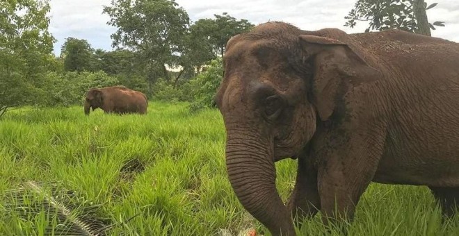 Ramba, elefante de Chile. Foto del instagram elefantebrasil