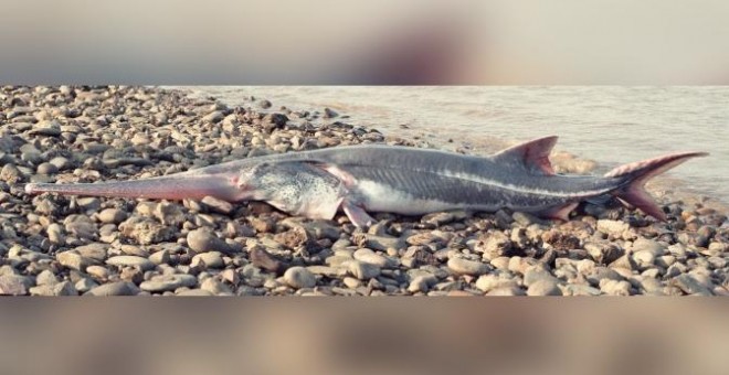 Un ejemplar de pez remo gigante chino encontrado cerca de la represa de Gezhouba en 1993./ SCIENCE