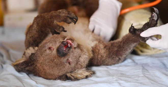 Veterinarios voluntarios atienden a un koala herido por los incendios de Australia. David Mariuz/REUTERS