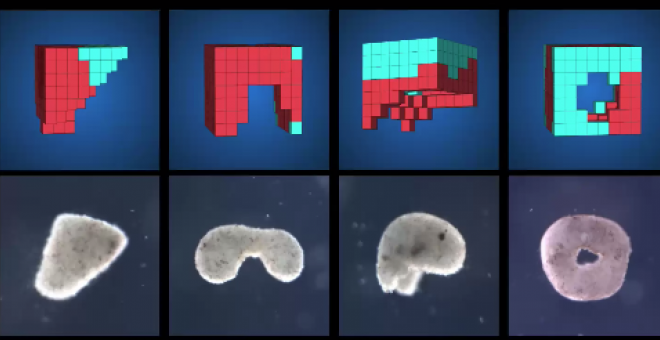 Diferentes configuraciones de los 'robots vivos' de medio milímetro creados por científicos. / PNAS