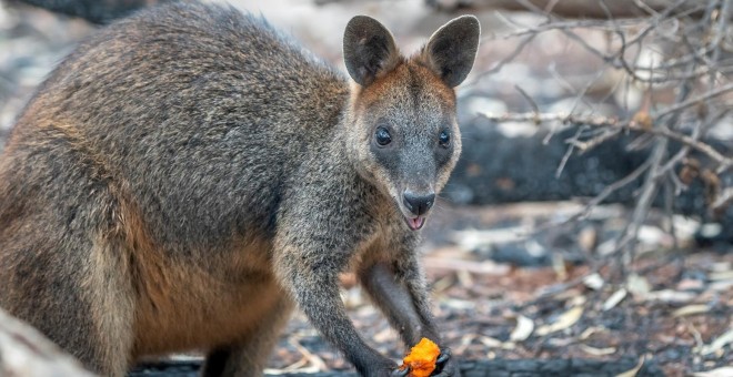 Un animal come después de que el personal del Servicio de Parques Nacionales y Vida Silvestre arrojasen desde el aire zanahorias y batatas- REUTERS