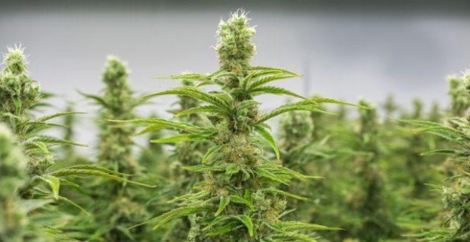 Fotografía de plantas de marihuana de la empresa MedReleaf, Darren Karasiuk, en un cultivo legal en Markham (Canadá). EFE/Archivo