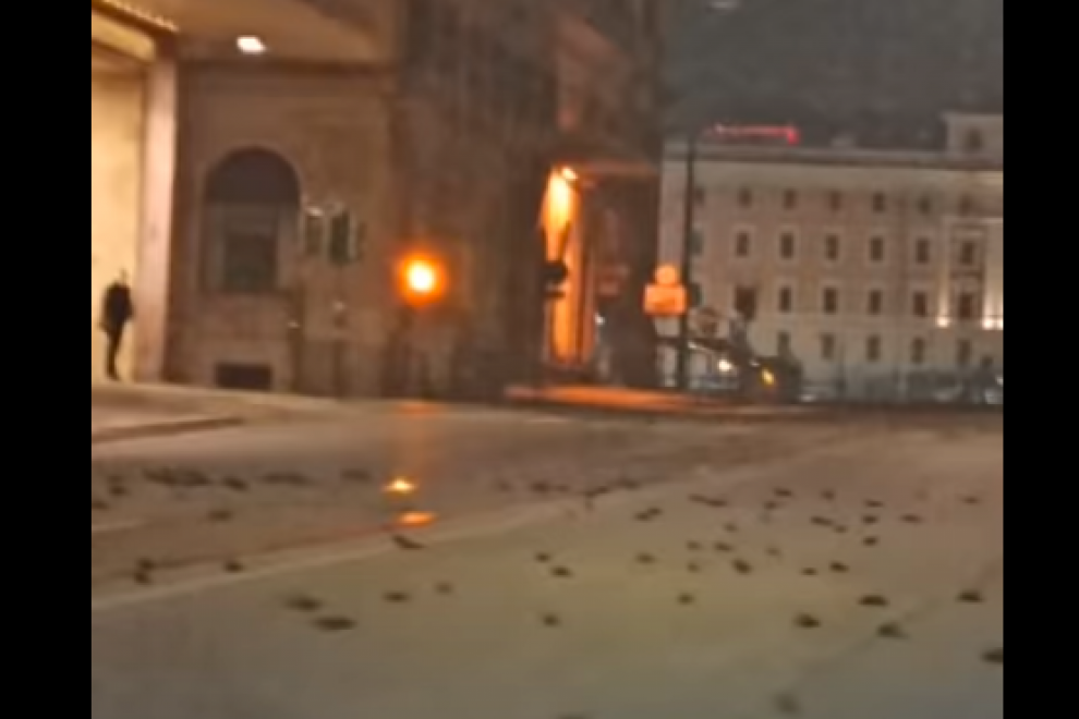 Pájaros muertos en el centro de Roma.