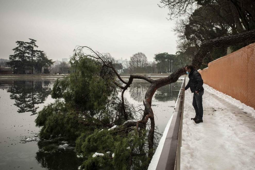 Miguel Sancho, jardinero municipal y portavoz sindical de CCOO mira un árbol caído en el lago de la Casa de Campo.