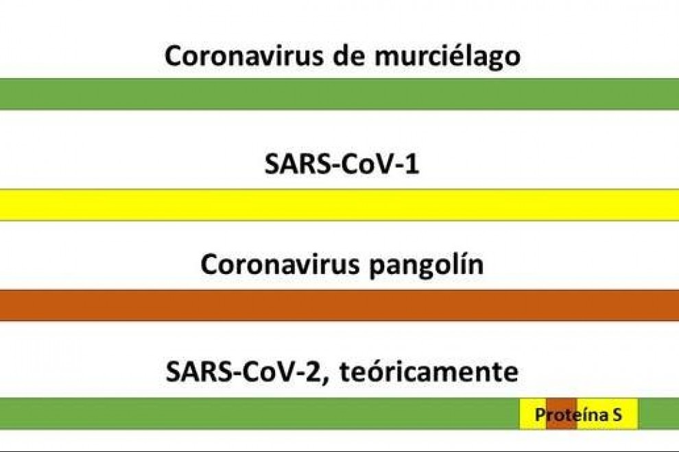 Teoría del origen del SARS-CoV-2 como virus quimérico.