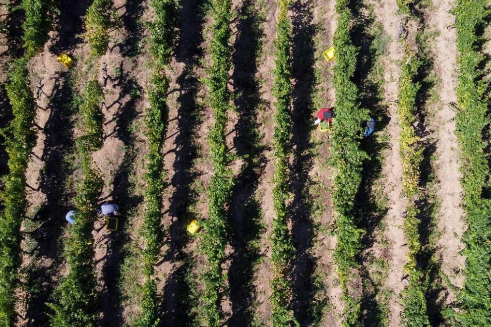 Campesinos recogen uvas en una plantación de Ourense.