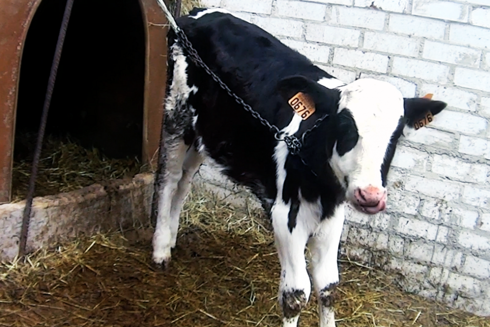 Un ternero encadenado en una de las granjas de Asturias denunciada por la organización Equalia.