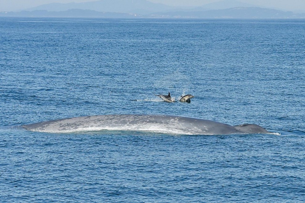 Las ballenas azules, gigantes del mar, vuelven a Galicia