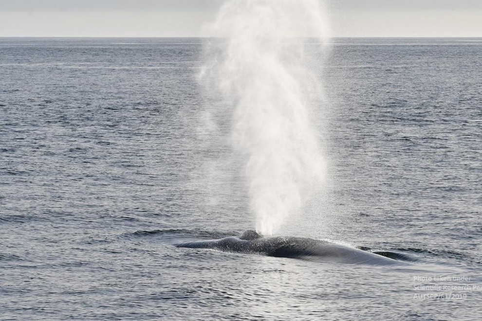 Las ballenas azules, gigantes del mar, vuelven a Galicia