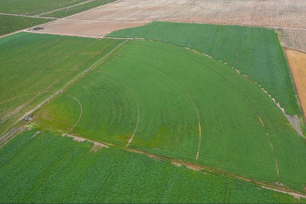 Parcela de cultivo en regadío en la zona central de Los Arenales, donde tradicionalmente se cultivaba cereal en secano.