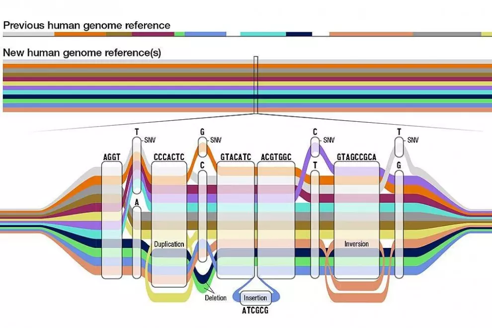 Como un mapa de la red de metro, el gráfico del pangenoma tiene muchas rutas posibles para una secuencia, con distintos tipos de variantes representadas con colores.