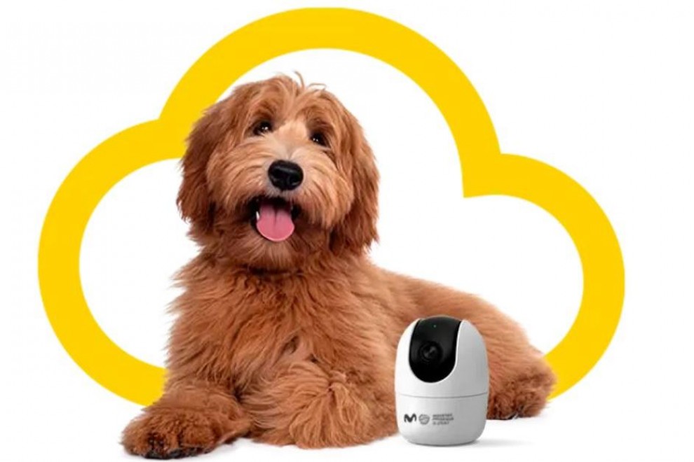 Esta cámara con ruedas para vigilar a tus mascotas es tu nueva necesidad:  ya está a la venta