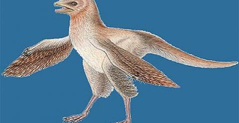 Un nuevo fósil de dinosario desafía la teoría evolutiva de las aves |  Público