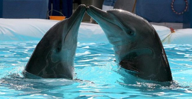 Los delfines llamados Tutti y Frutti participan en un espectáculo en Ciudad Pasig, este de Manila (Filipinas).