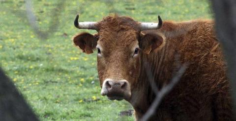 Una vaca de una explotación ganadera próxima a la capital leonesa.