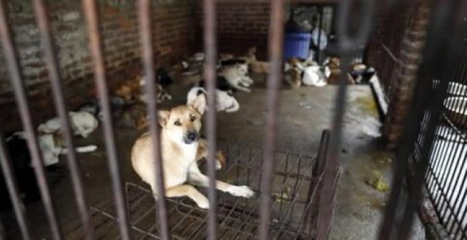 Protección Madrid se resiste a prohibir la de perros a y cazadores | Público