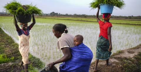 Mujeres en las plantaciones de arroz en Guinea Bissau. A. POR LA SOLIDARIDAD
