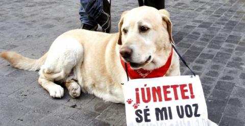 Imagen de una manifestación para solicitar el endurecimiento de las penas por maltrato animal. EFE/Kote Rodrigo