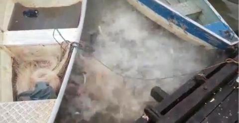 Un banco de pirañas destrozan hambrientas trozos de carne lanzados por personas (Captura del vídeo).