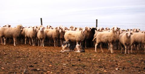 Un rebaño de ovejas vigilada por un perro en la localidad de Armuña, en Segovia. LUCÍA VILLA