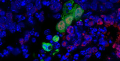 En esta imagen, un nuevo tipo de células madre humanas se muestra en verde e integra el desarrollo en las células circundantes de un embrión de ratón inviable. El color rojo indica células de linaje endodermo. / Salk Institute